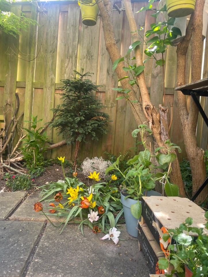 tulips under a lilac tree