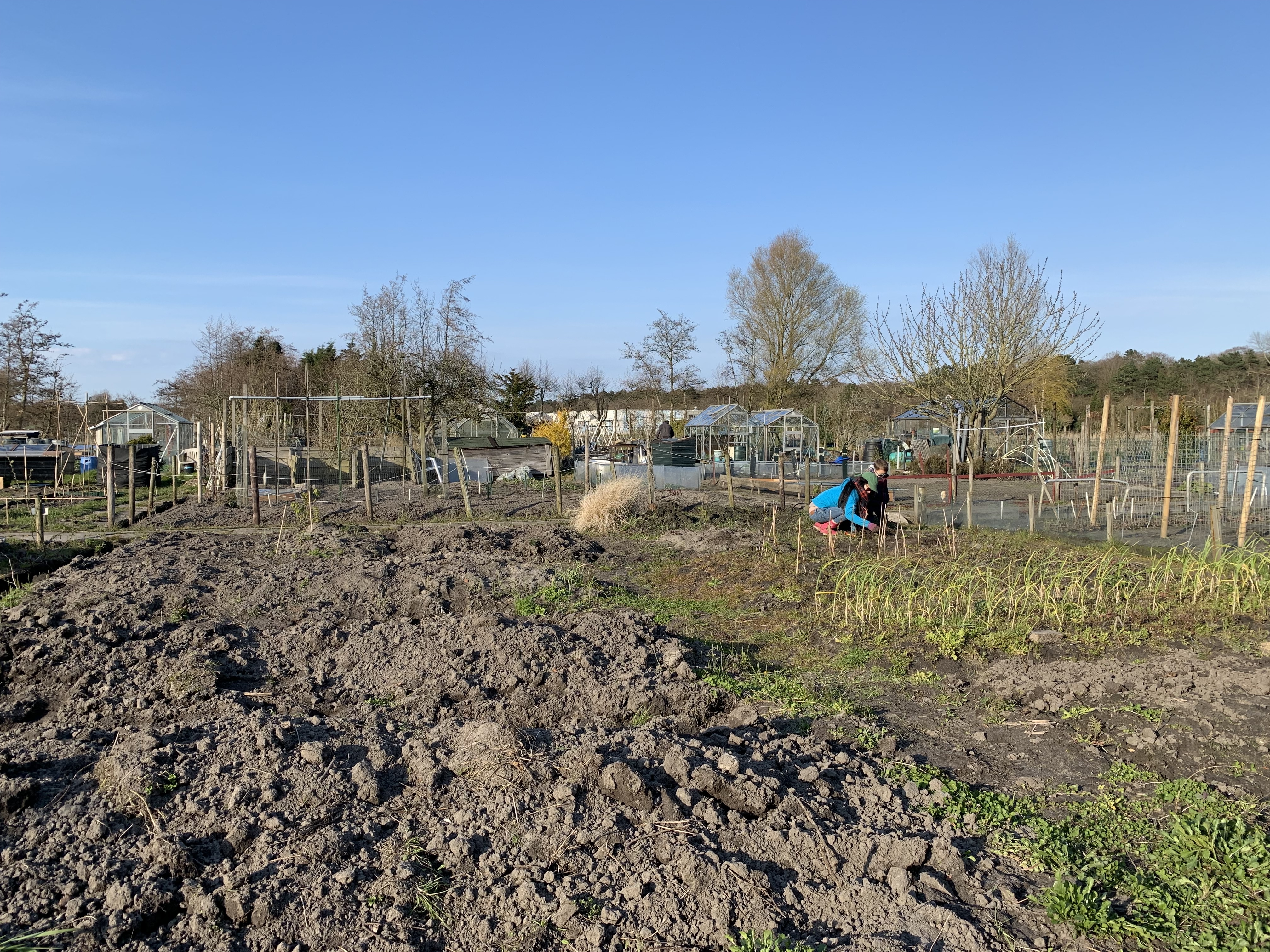 planting area
