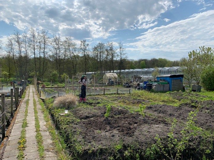 red currants planted bare root