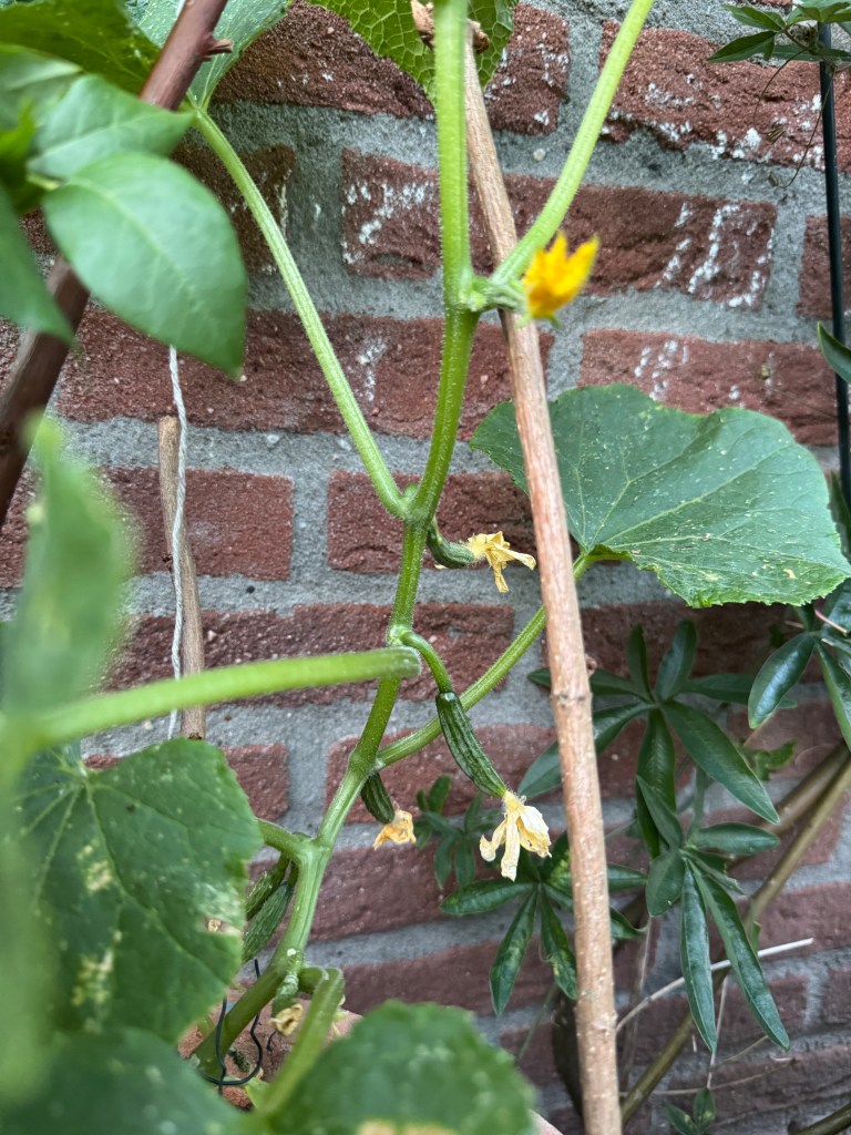 sun loving vegetables