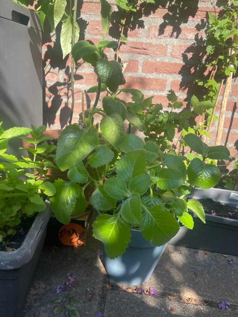 fresh leaves for brewing tea