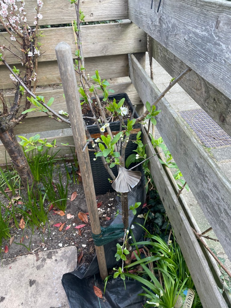 plump tree in a small plot