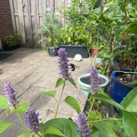 A bee with a pollen bag