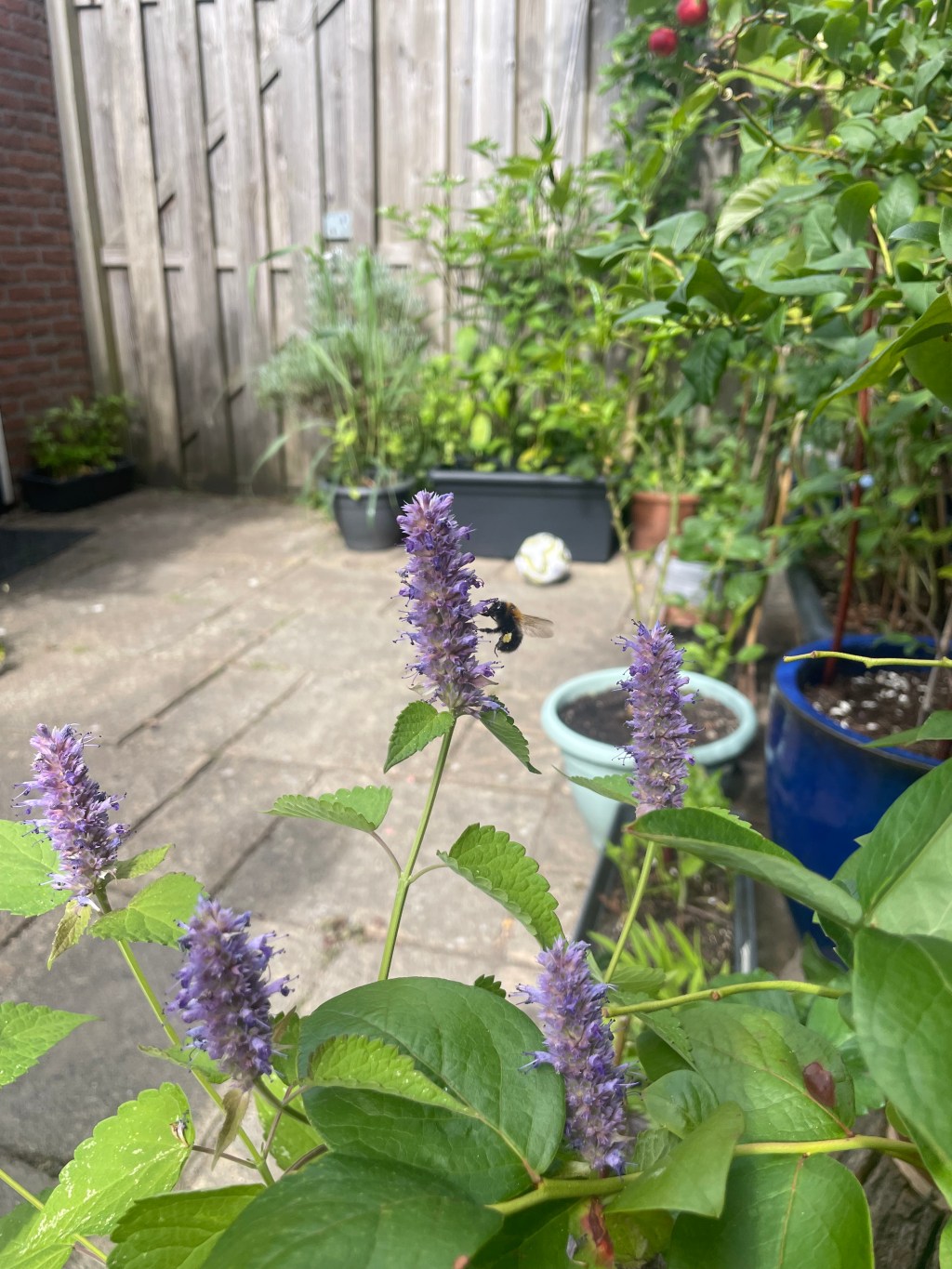 New Year’s Resolutions For 2026, Here in My Garden