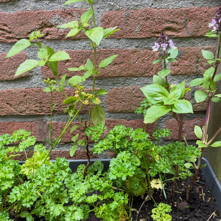 herb box shaded by a shed wall