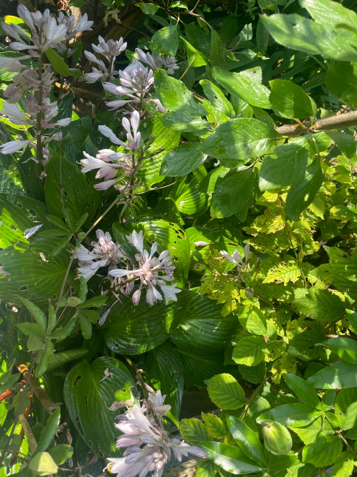 Hosta in the shade