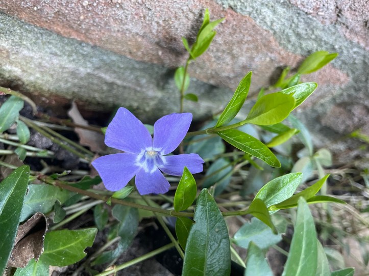 Vinca Minor 