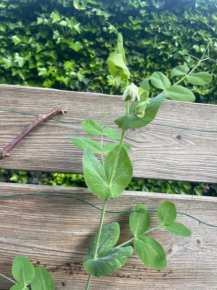 pea plant in spring