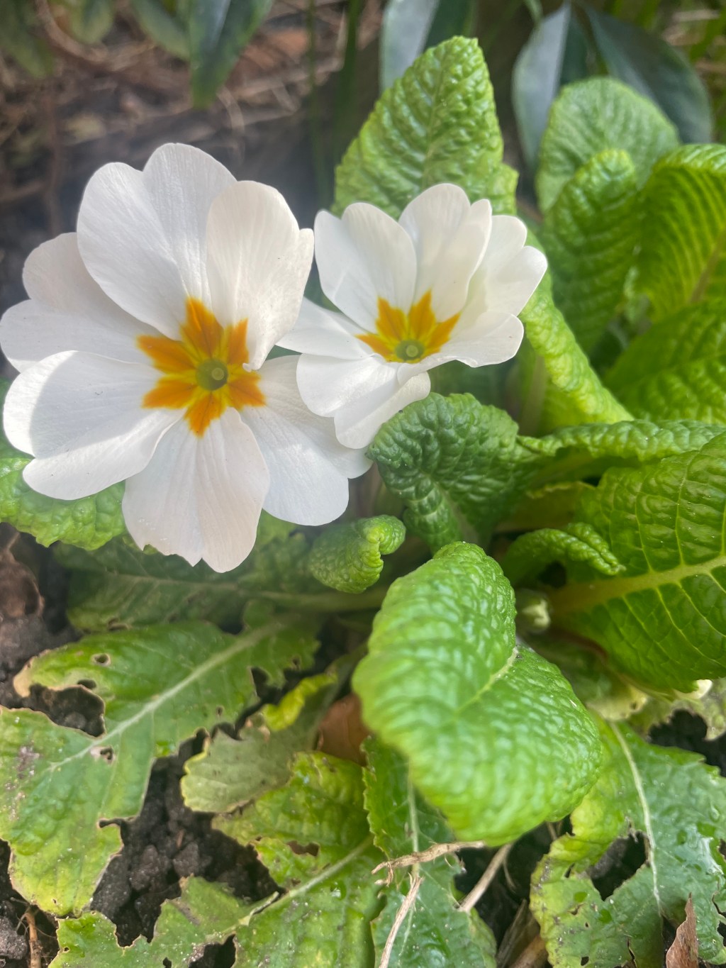 Plants For Shade, Grouped