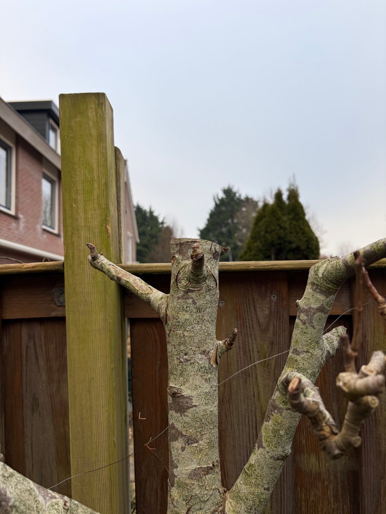 Old pear tree with the top growth sawn off 
