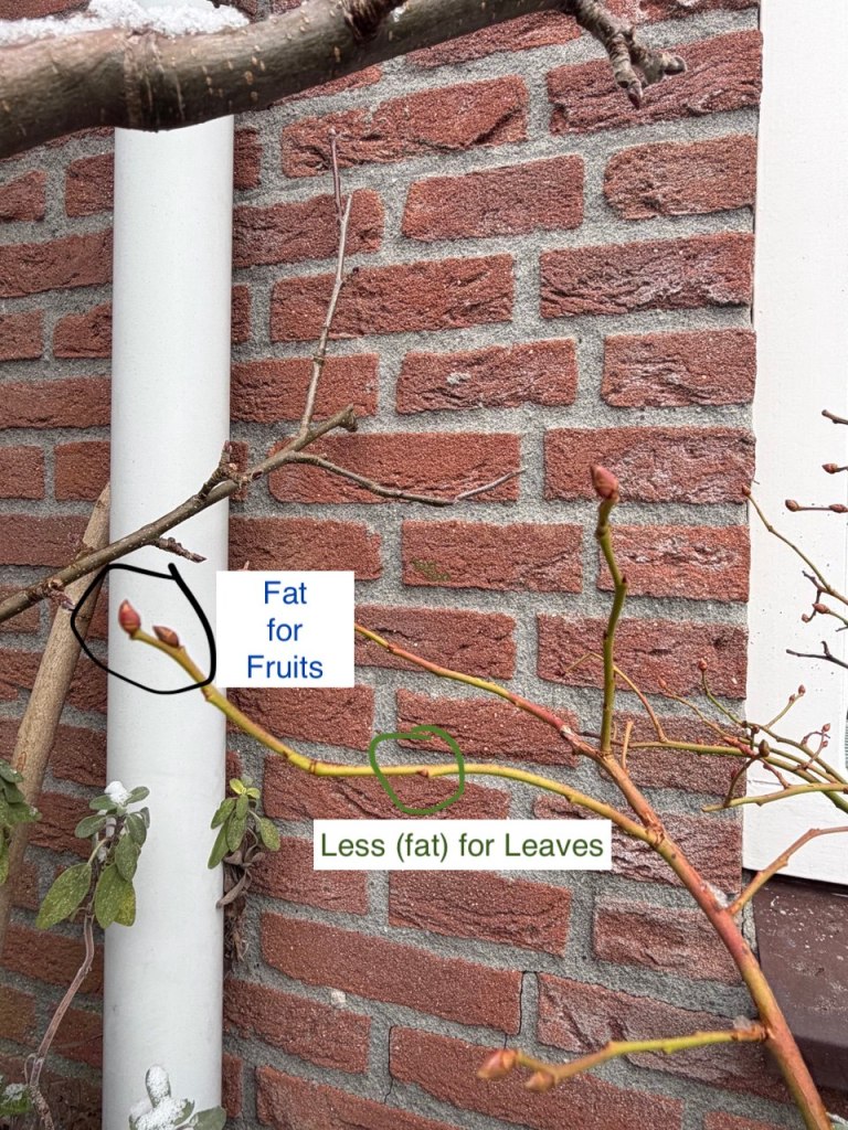 fruiting vs vegetative buds on blueberry