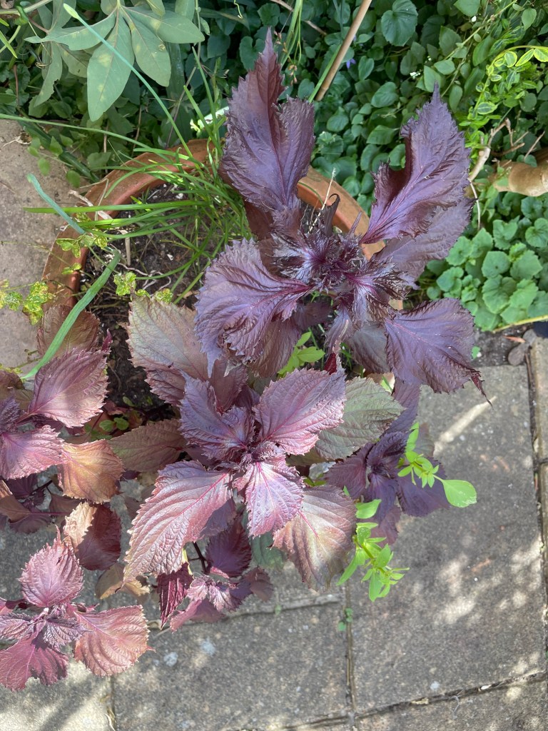 Container with purple leaves
