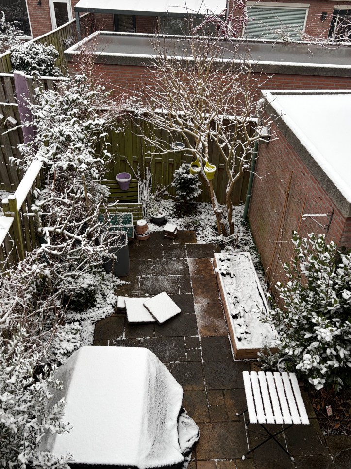 snowy winter morning in the garden