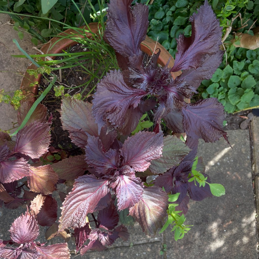 chives in a mixed herb container