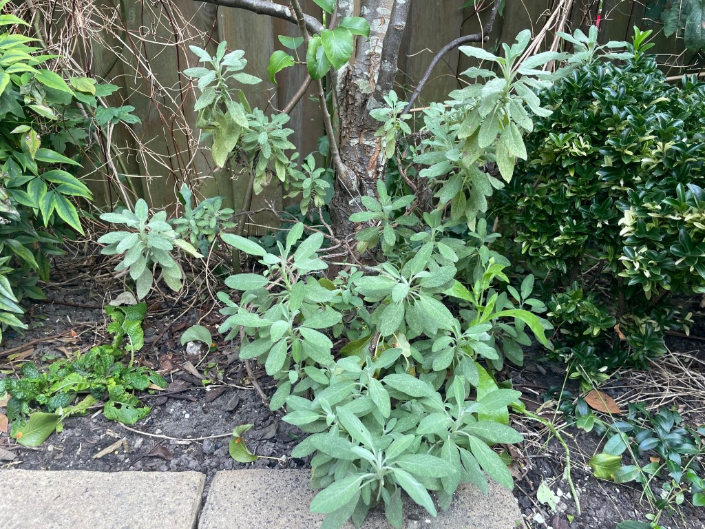 Old sage shrub can be used to propagate new plants 
