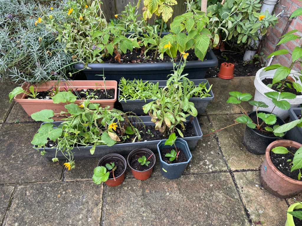 young strawberry plants from runners