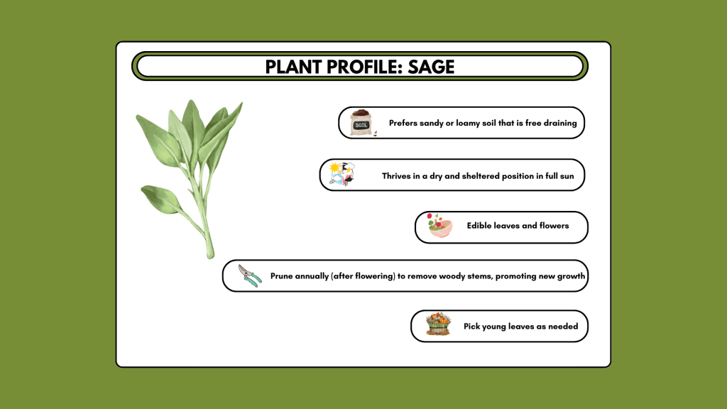 Plant Profile: Sage