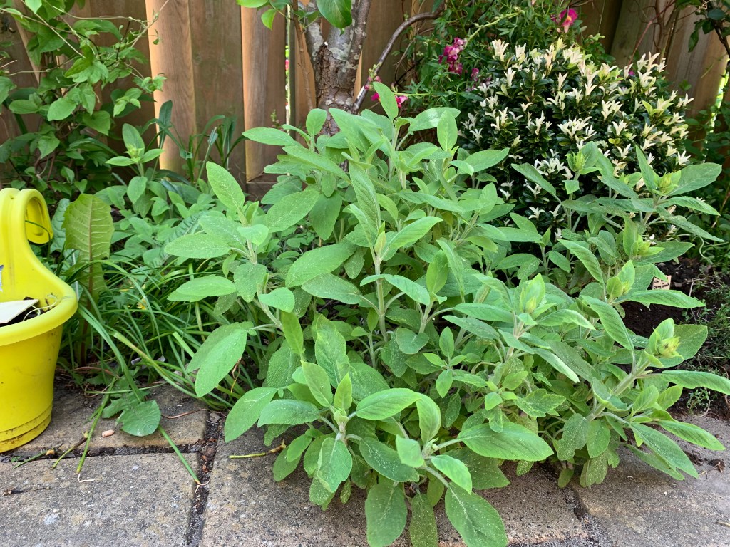 Grow Sage in a Small Garden: What’s&nbsp;Possible