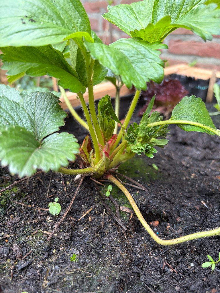 strawberry crown planted at the right depth