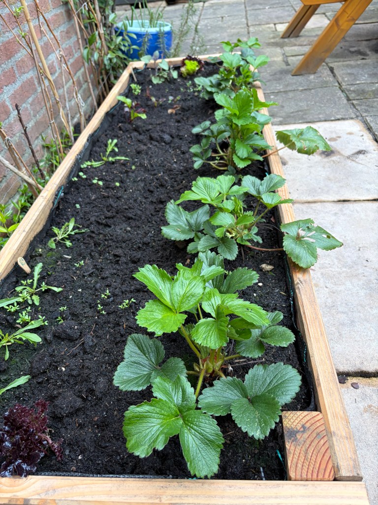 a line of strawberries along the edge
