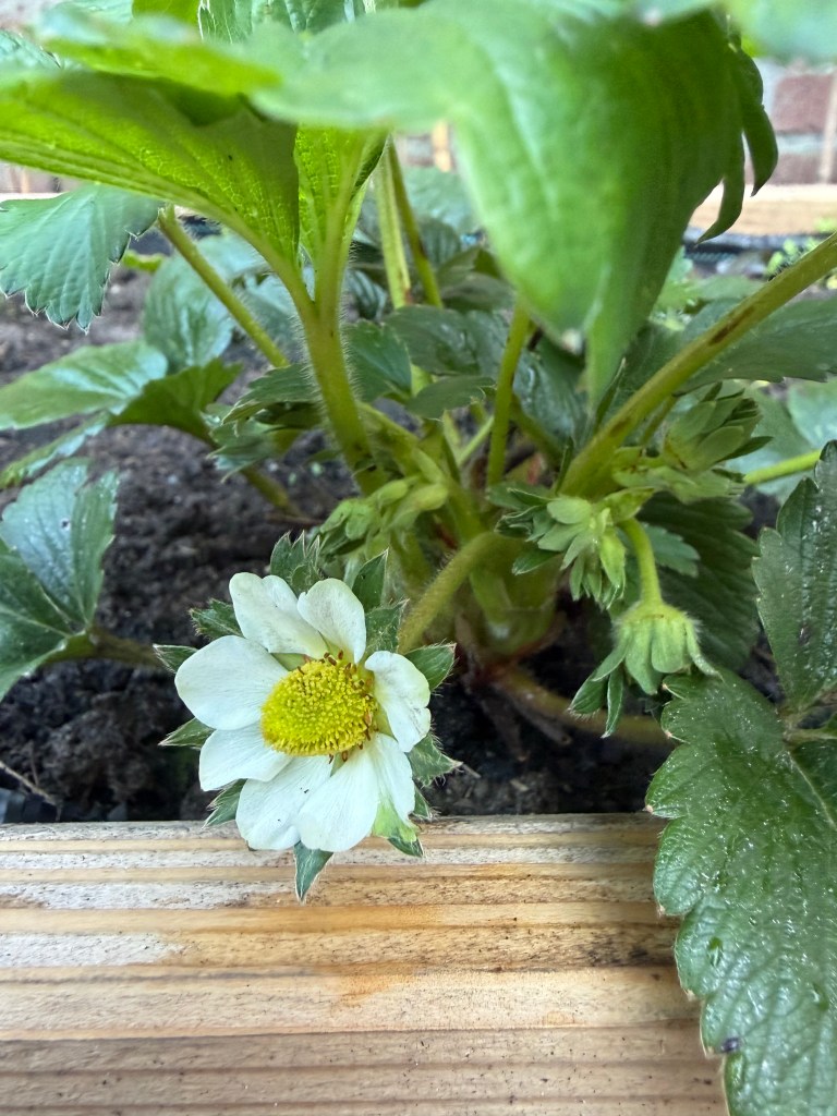 strawberry flower