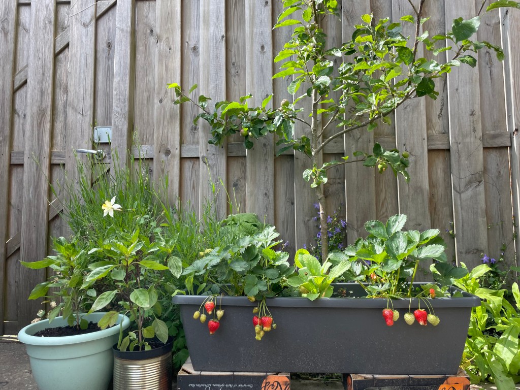 potted strawberries in the sunny spot of the garden