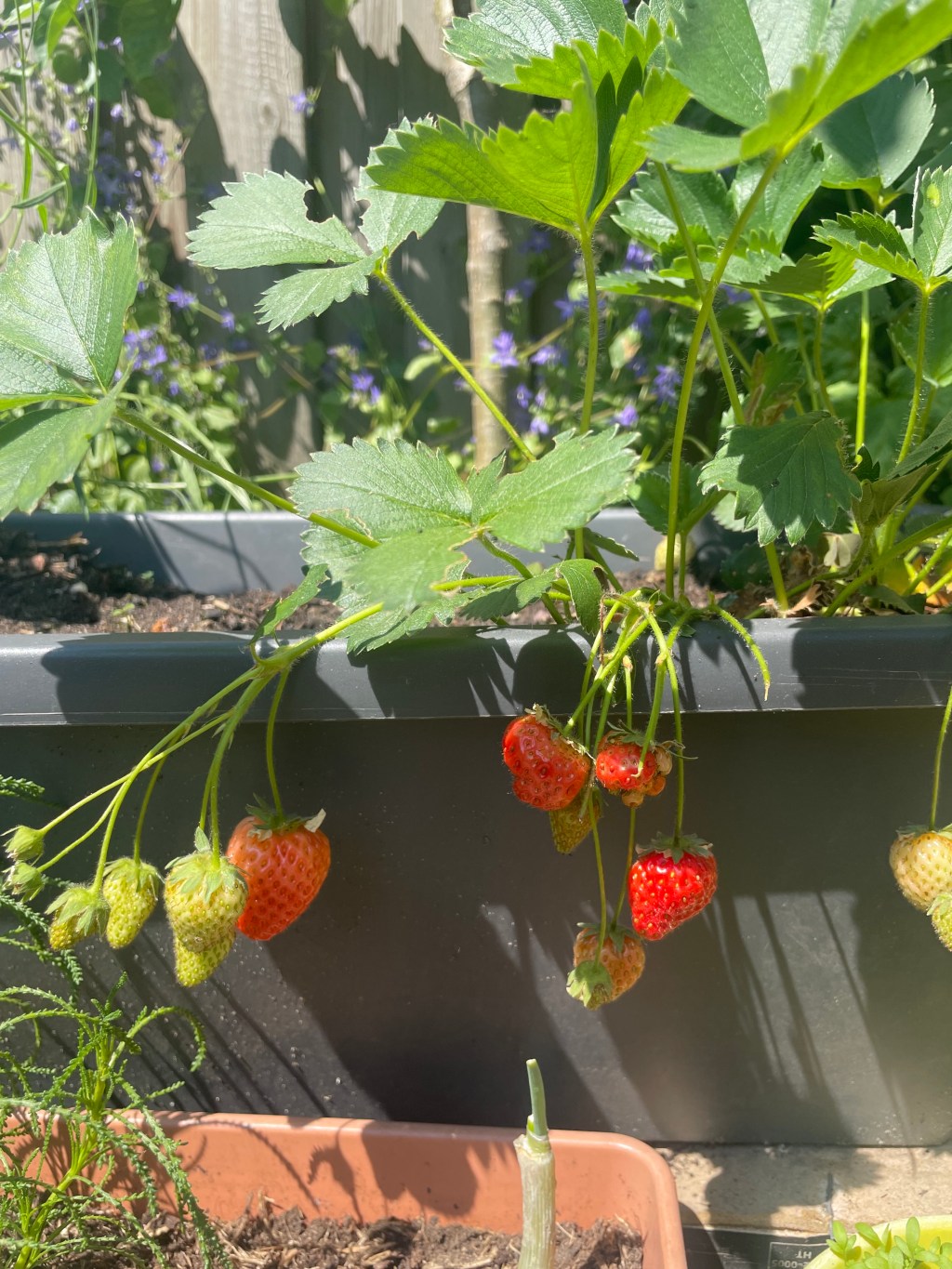 strawberries in container for a small garden