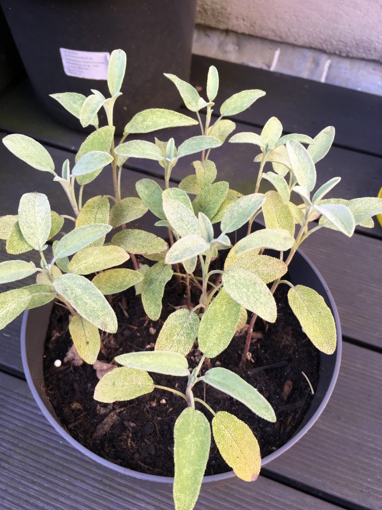 waterlogged weak sage
