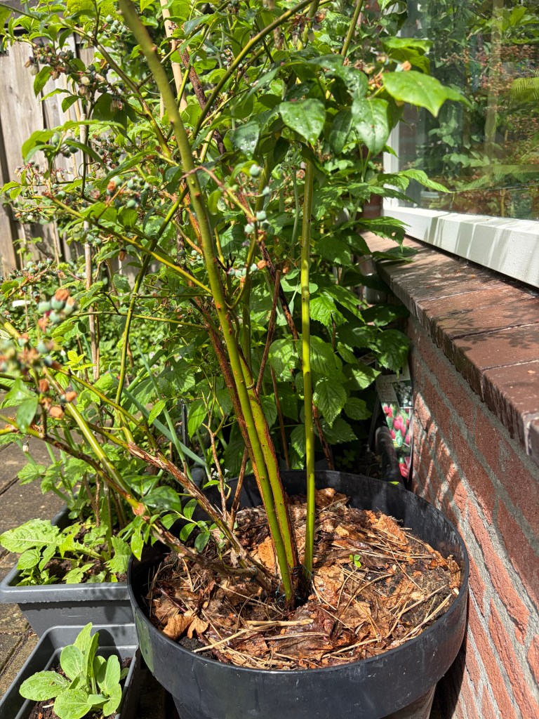 Blueberry grown in pot depends on the correct potting mix to thrive and fruits