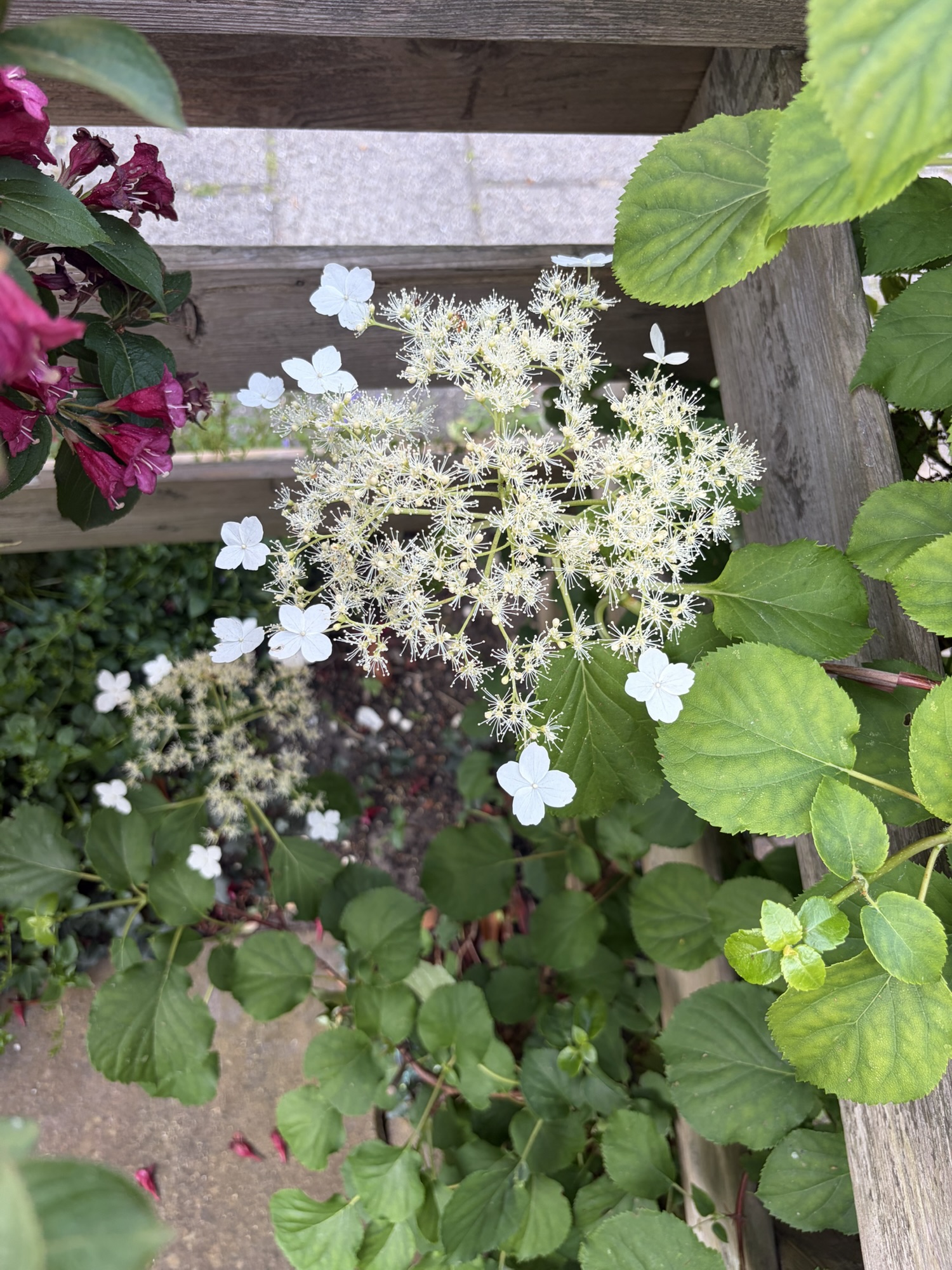 How to Grow Hydrangeas in a Small Garden, Vertically