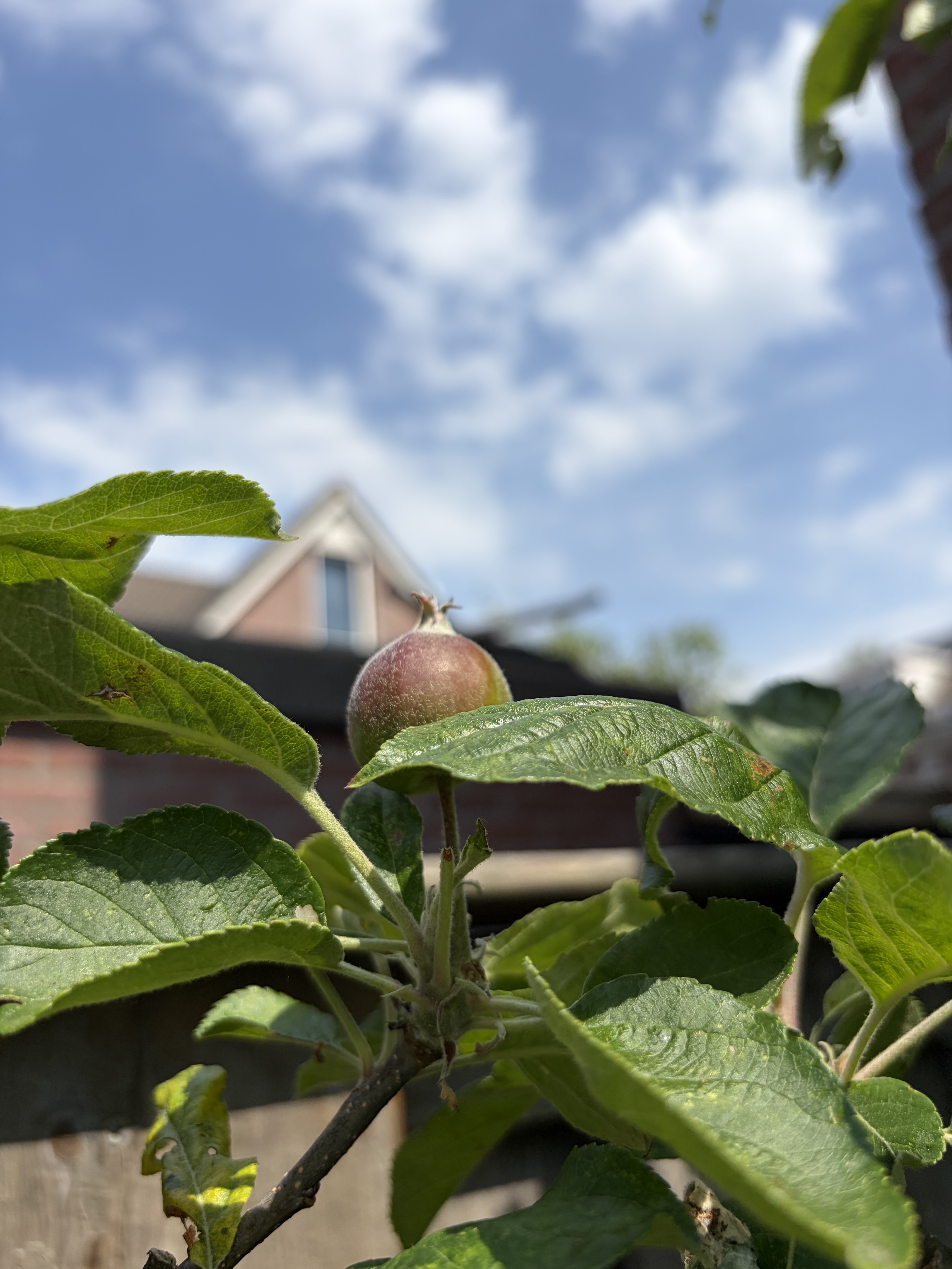4 Cuts To Do in June in the Garden