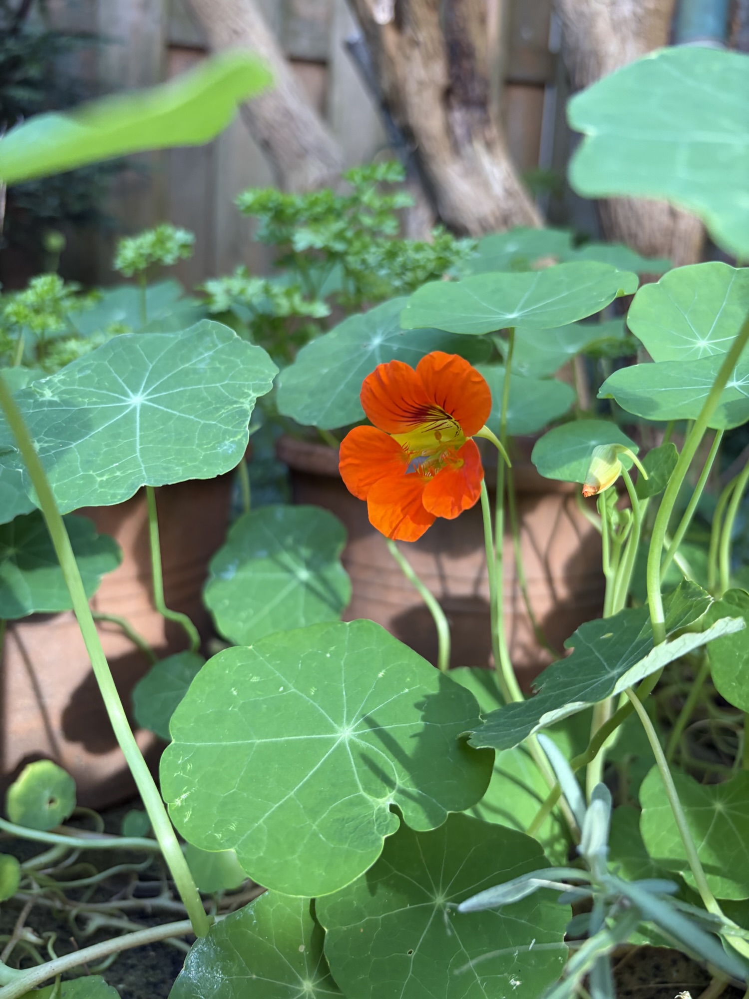 Nasturtium in a Small Garden: Big Rewards for an Easy-to-Grow Plant